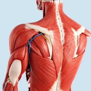 An image of a human background muscle